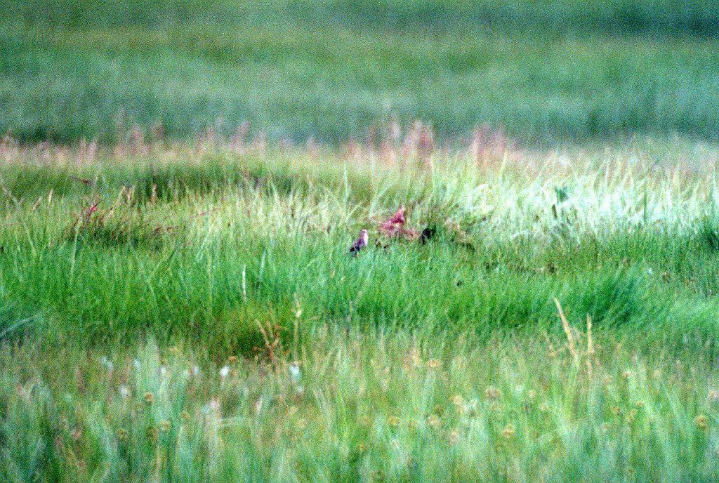 Sparrow, Nelson's Sharp-tailed, New Brunswick, 7-1994 B03P46I02.jpg - Nelson's Sharp-tailed Sparrow